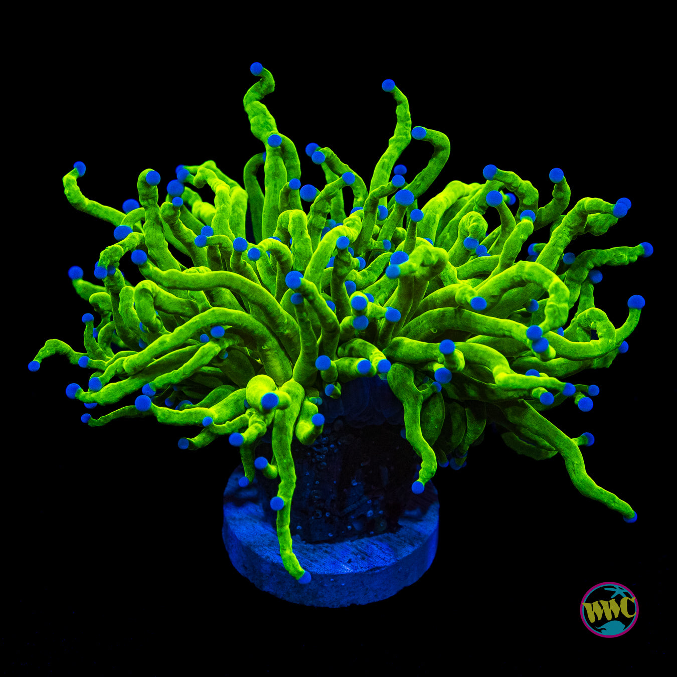 Blue Tipped Cotton Candy Torch