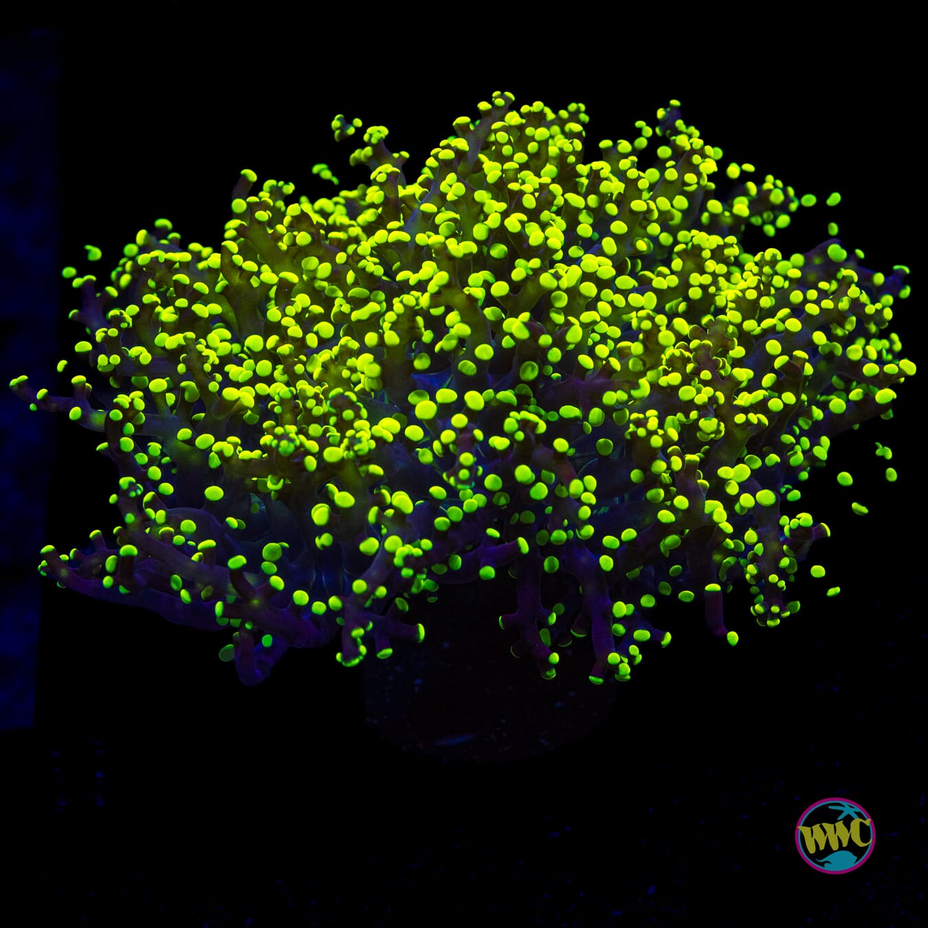 Glowbug Branching Frogspawn