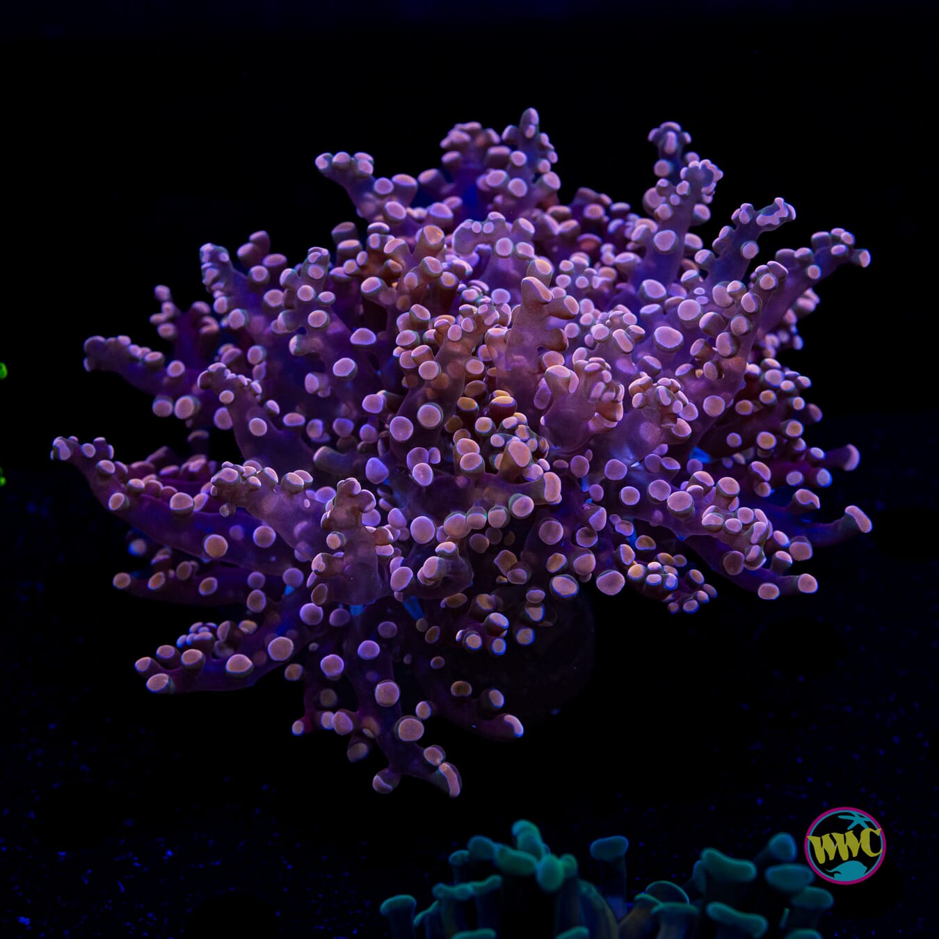 Peach Tipped Branching Frogspawn