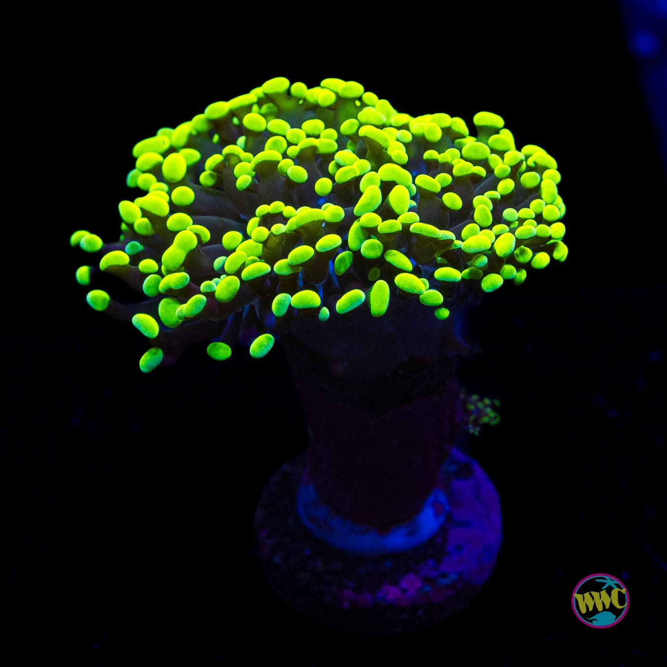 Neon Branching Frammer