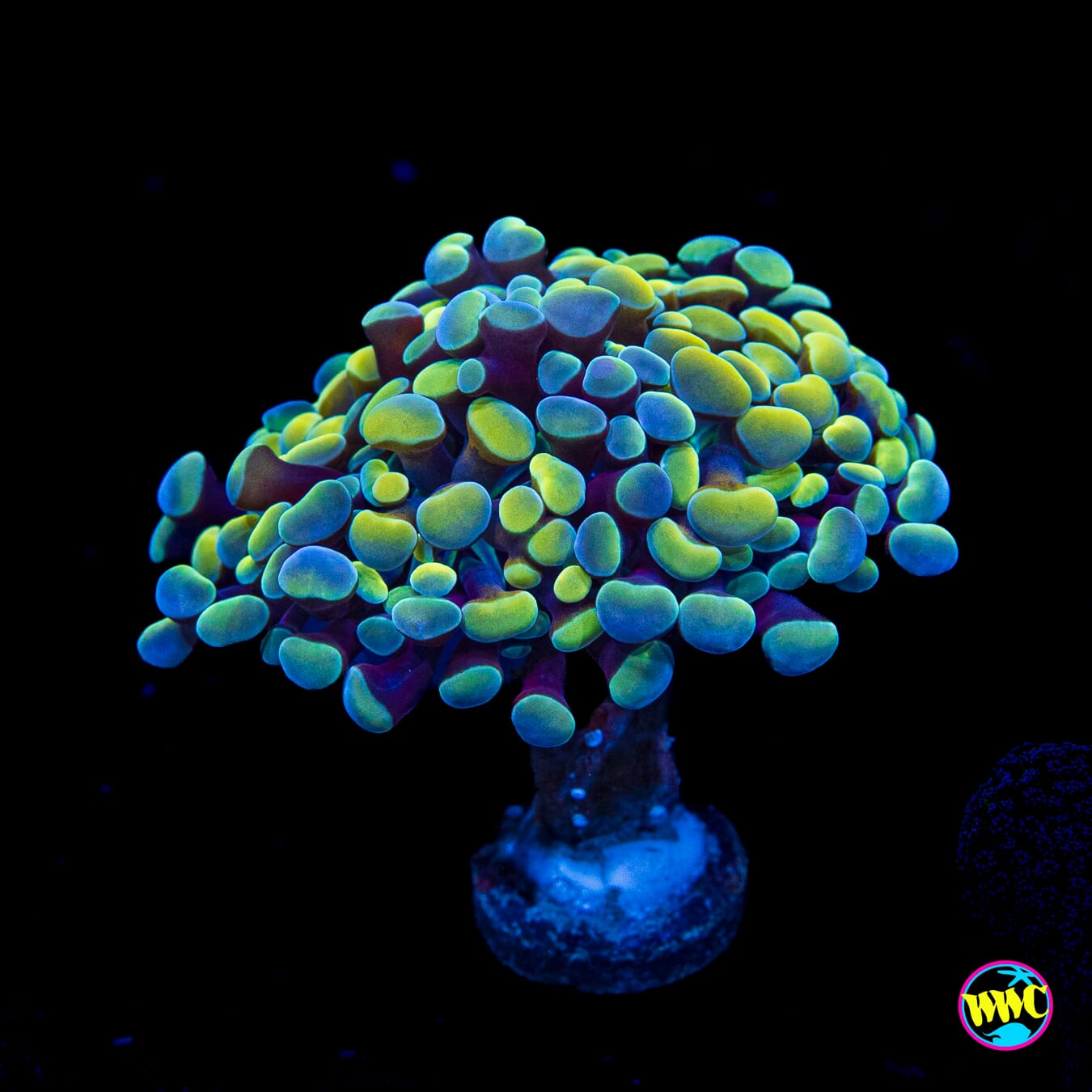 Aquarama Branching Hammer