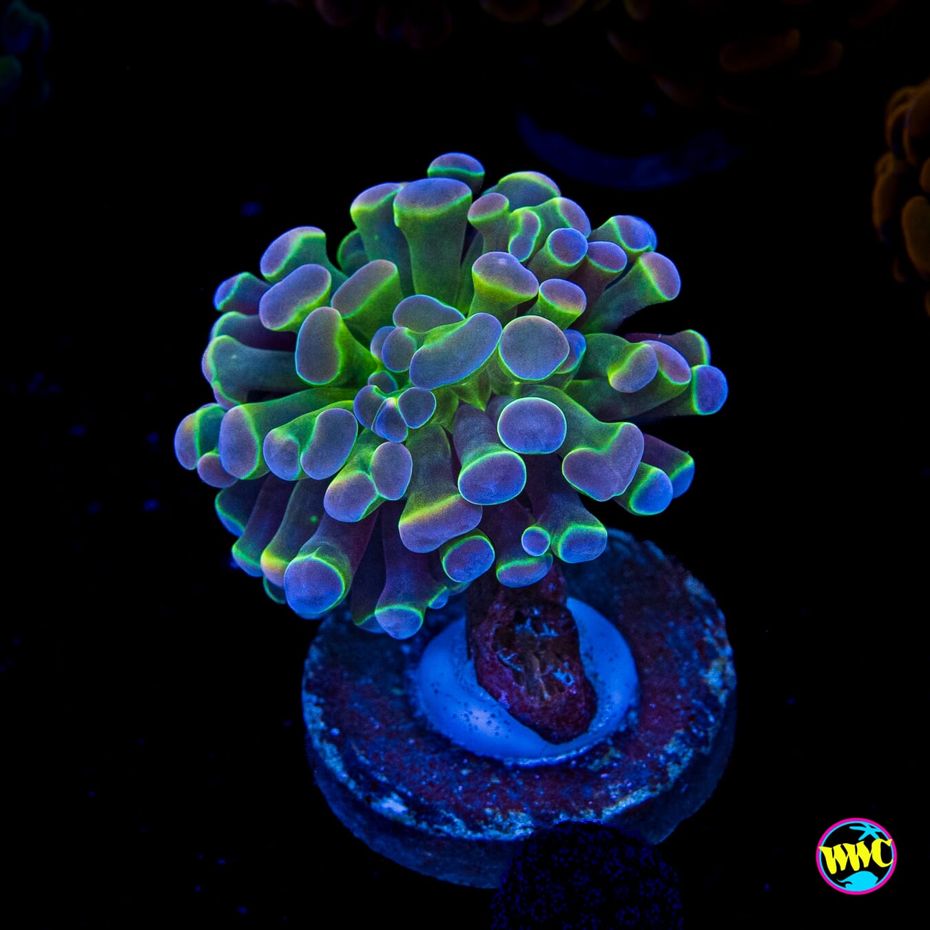 Hologram Branching Hammer