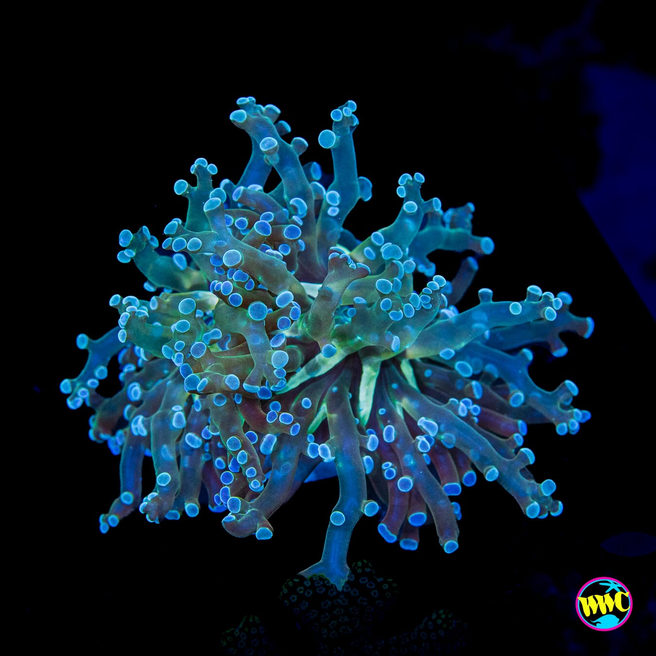 Super Sour Branching Frogspawn