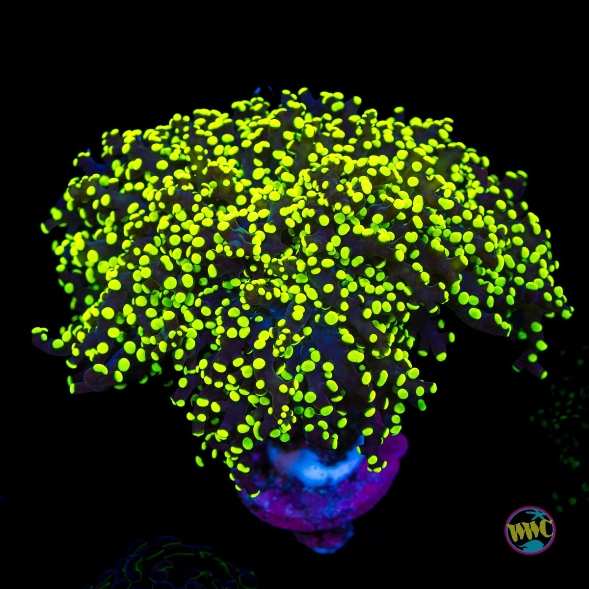 Glowbug Branching Frogspawn