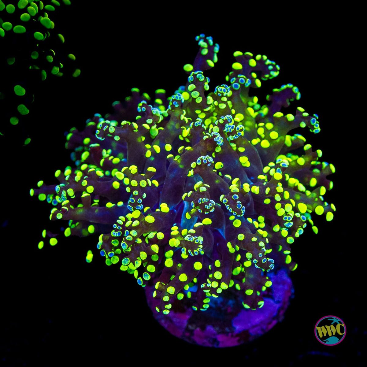 Splatter Tip Branching Frogspawn