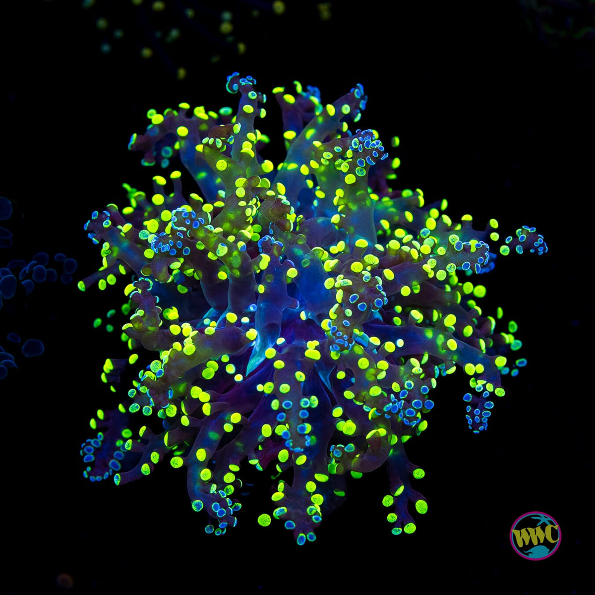 Splatter Tip Branching Frogspawn