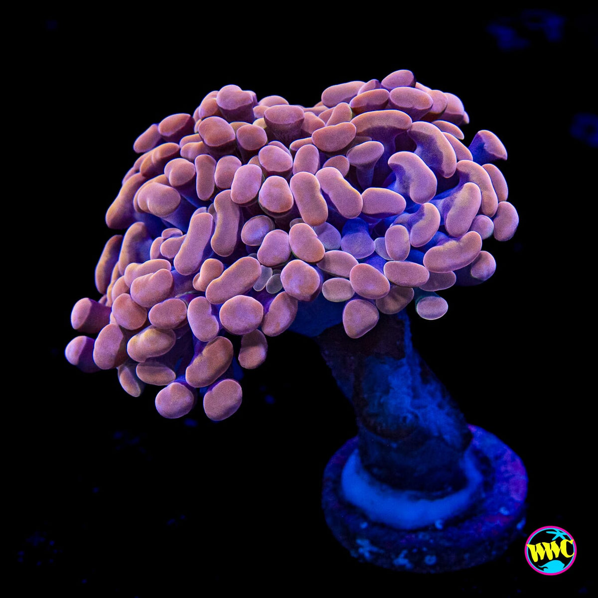 Blood Moon Branching Hammer