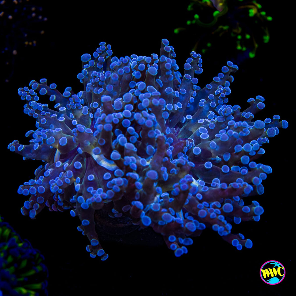 Super Sour Branching Frogspawn