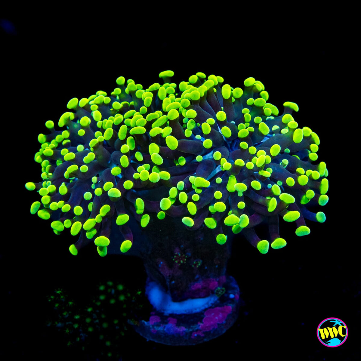 Neon Branching Frammer