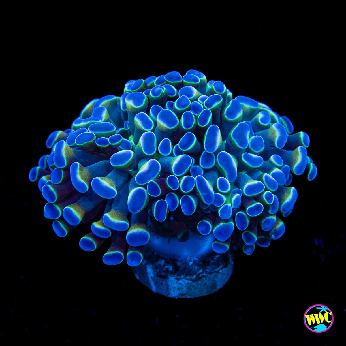 Hologram Branching Hammer