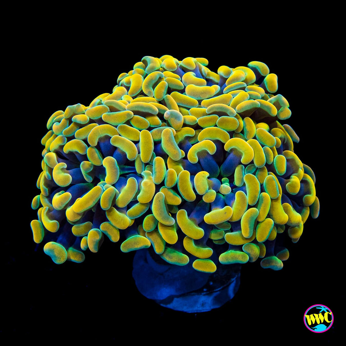 24K Rainbow Branching Hammer