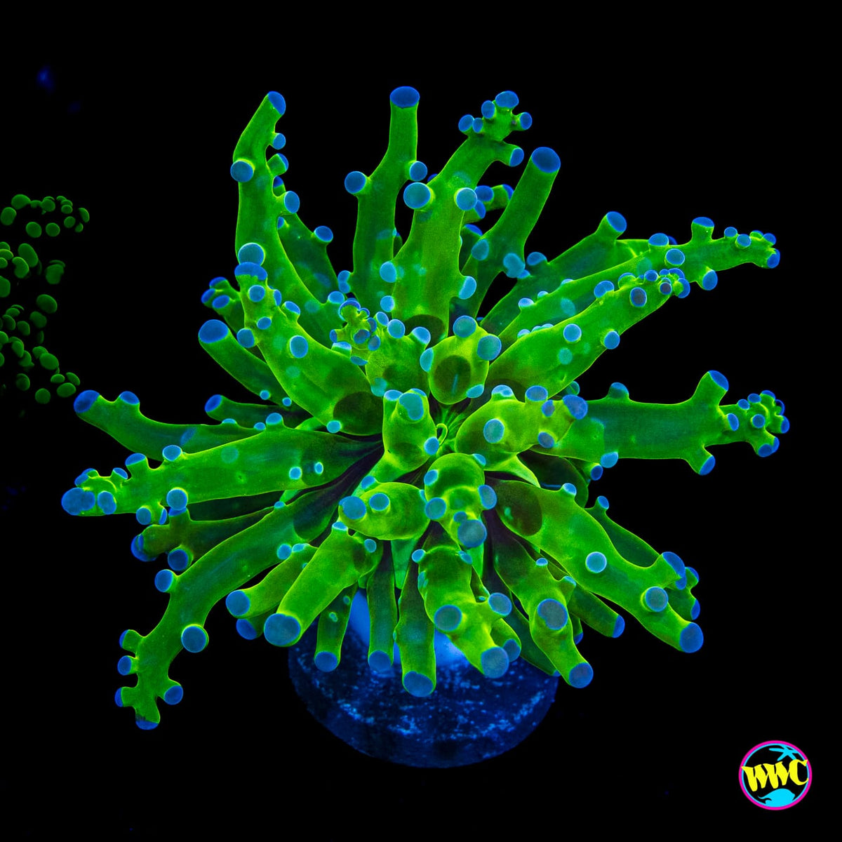 Bicolor Branching Frogspawn