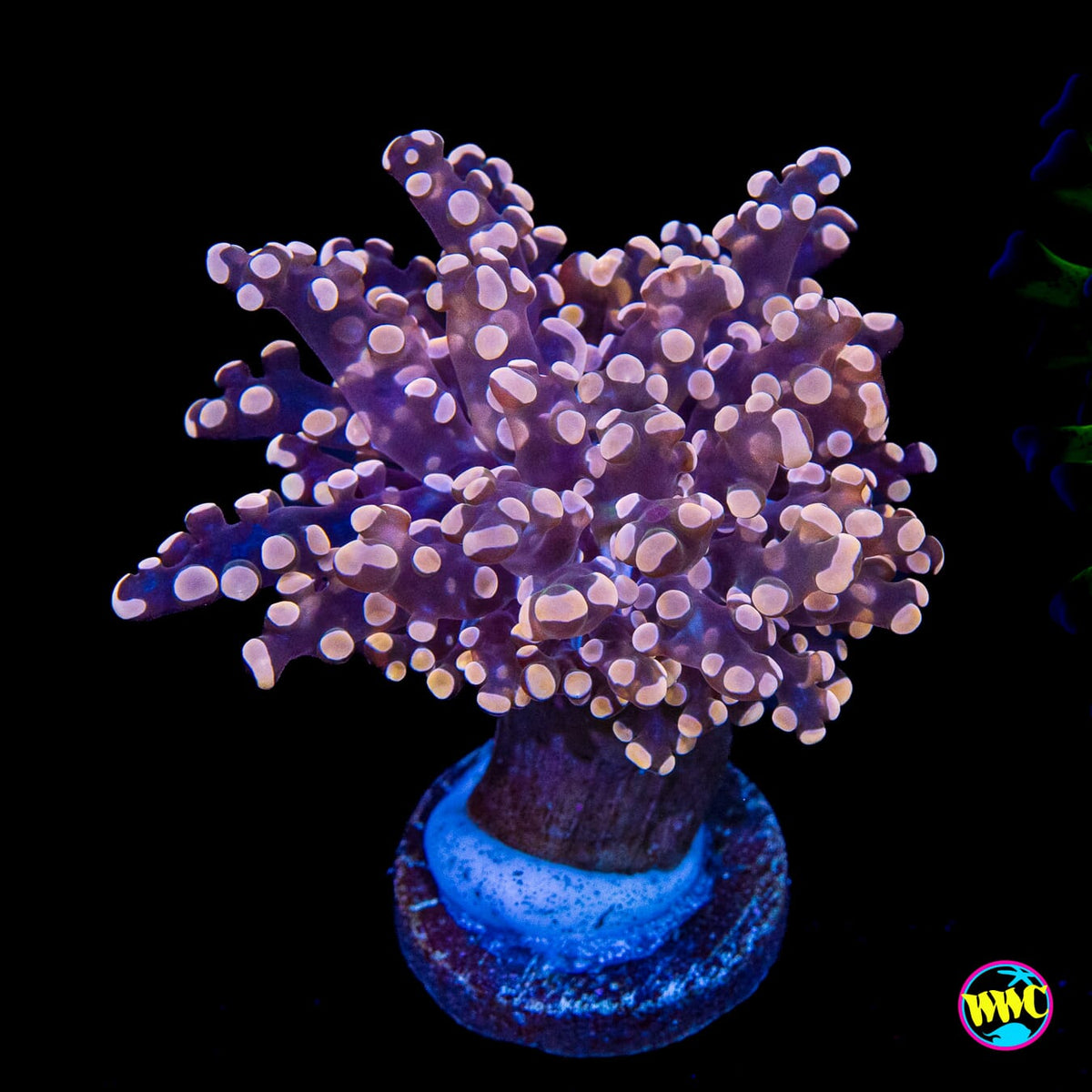 Peach Tipped Branching Frogspawn