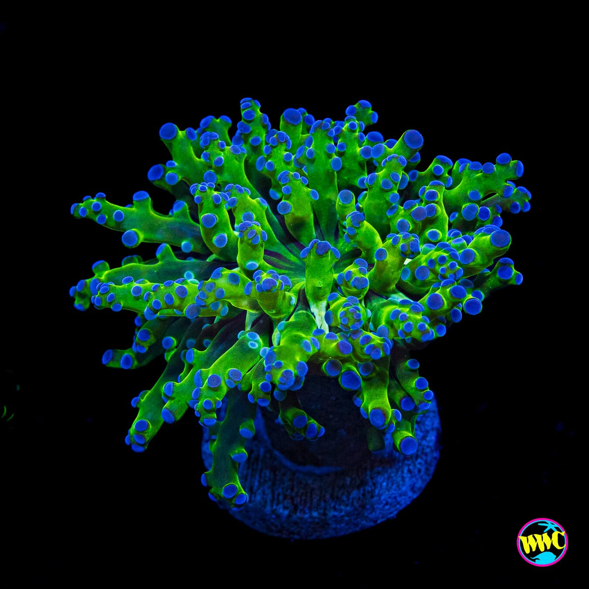 Bicolor Branching Frogspawn