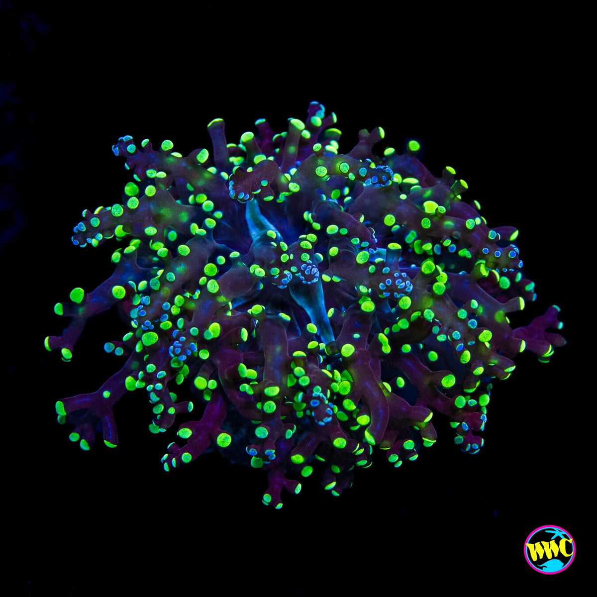 Splatter Tip Branching Frogspawn