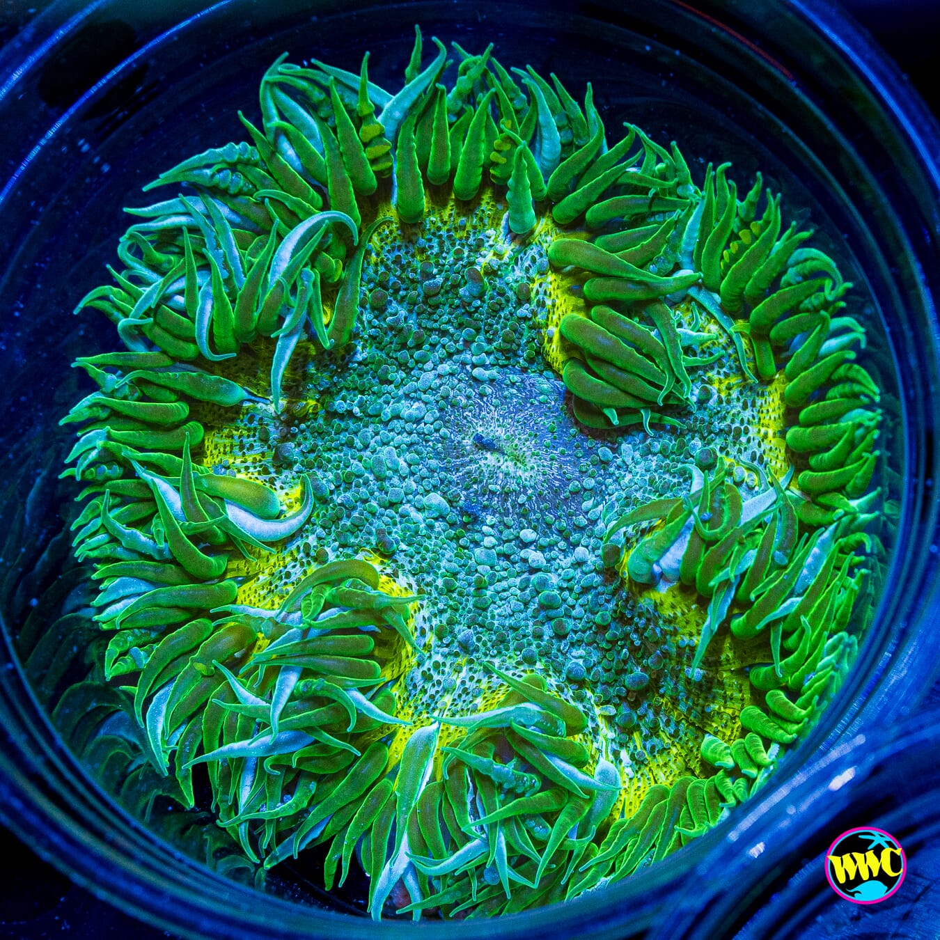 Lemon Lime Flower Anemone