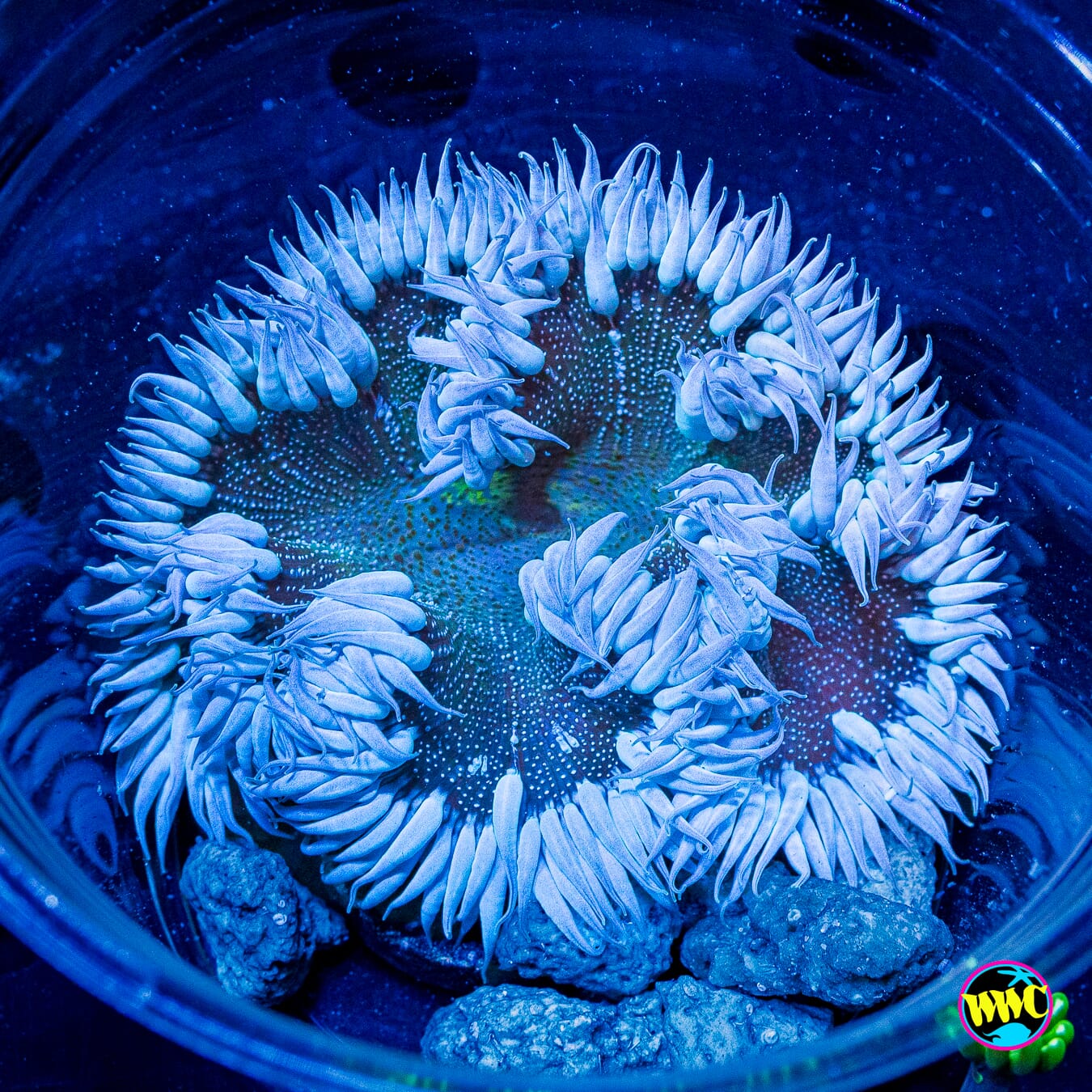 Snow Yeti Flower Anemone