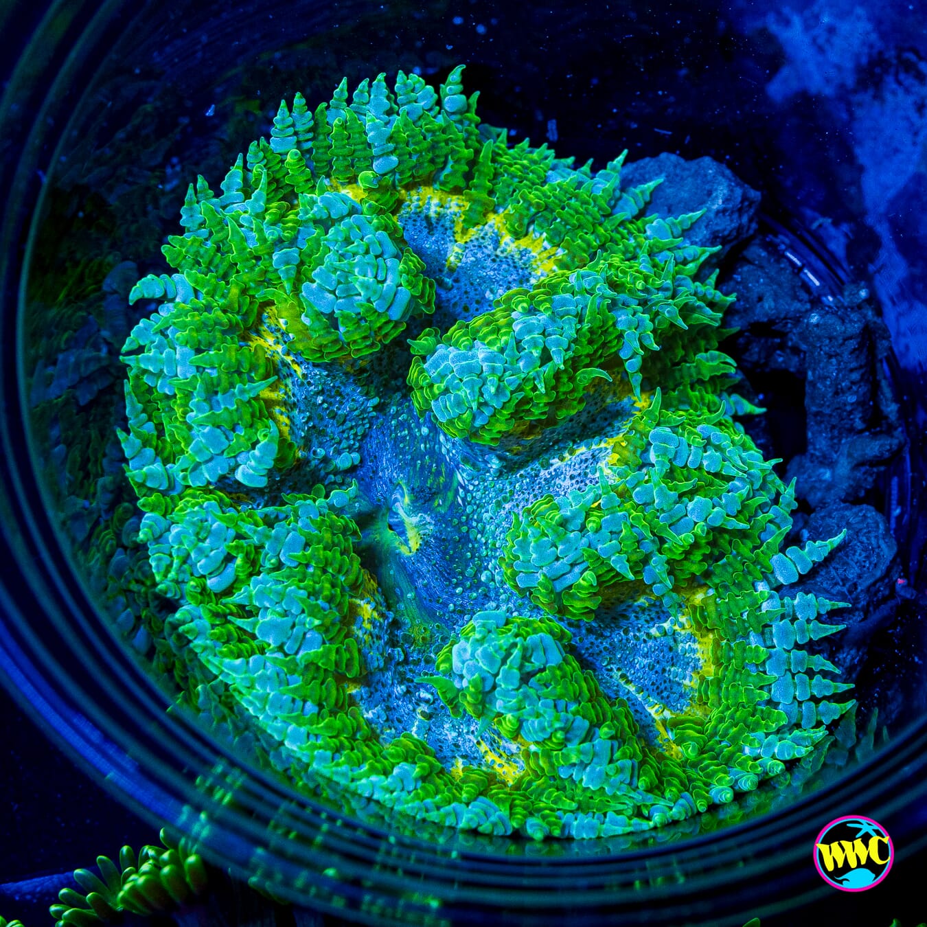Lemon Lime Flower Anemone