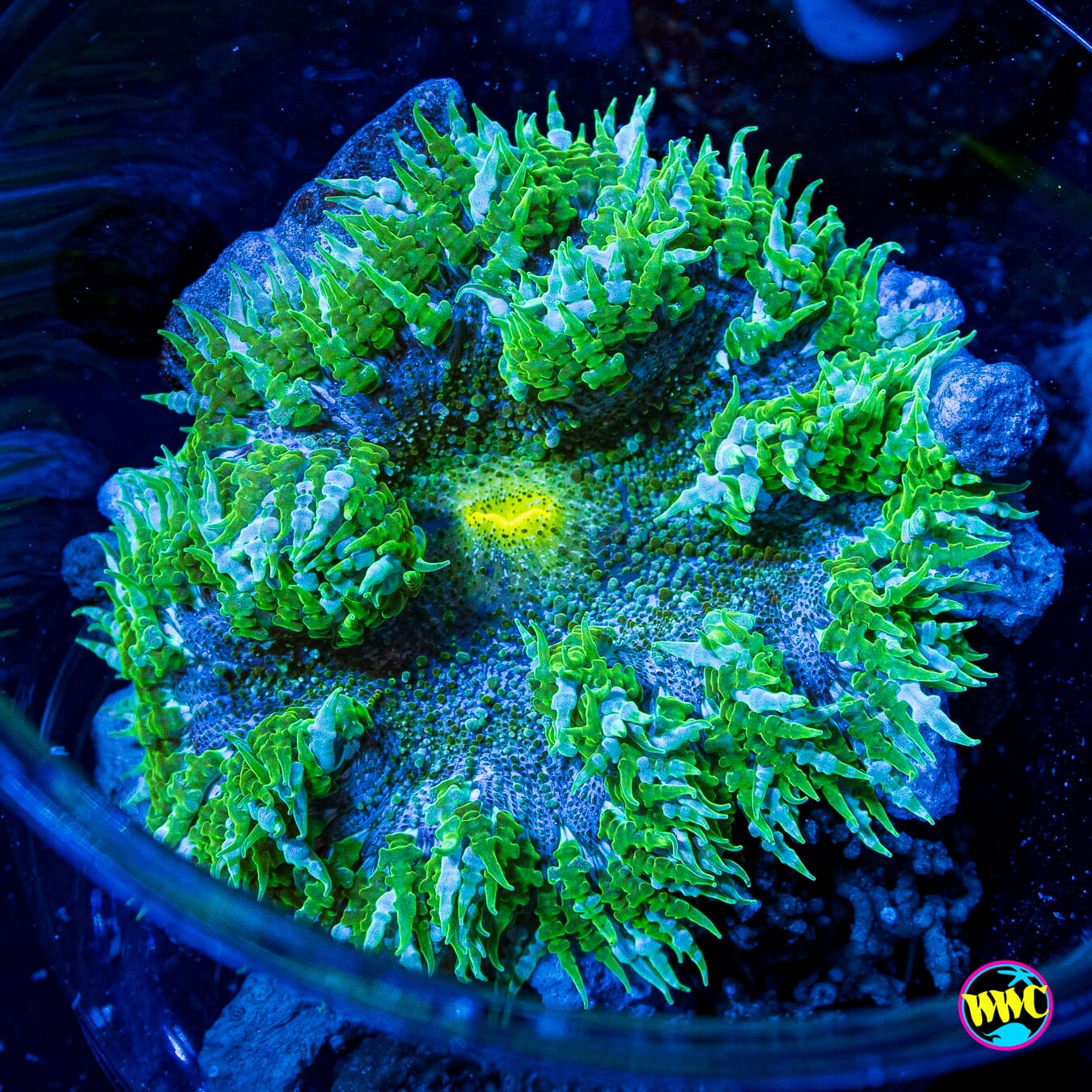 Oasis Flower Anemone