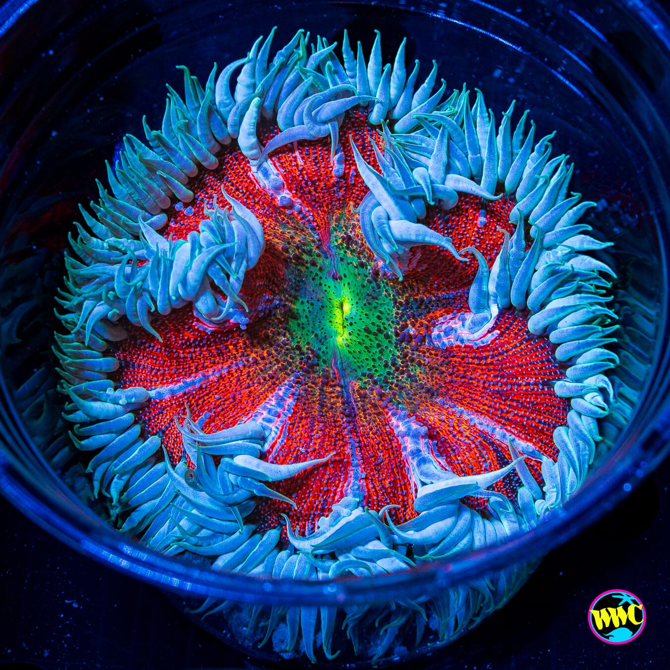Time Warp Flower Anemone