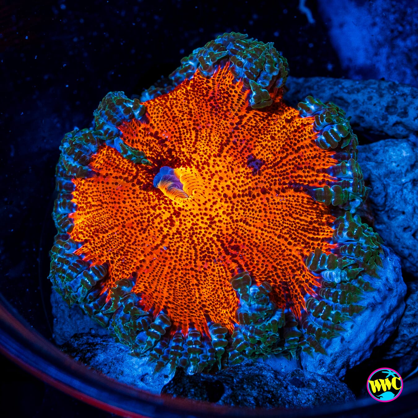 Forest Fire Flower Anemone