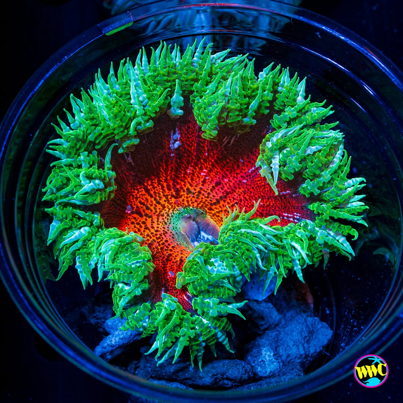 Florida Sun Flower Anemone