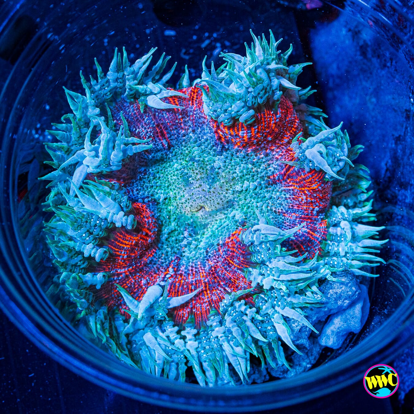 Frozen Strawberry Flower Anemone