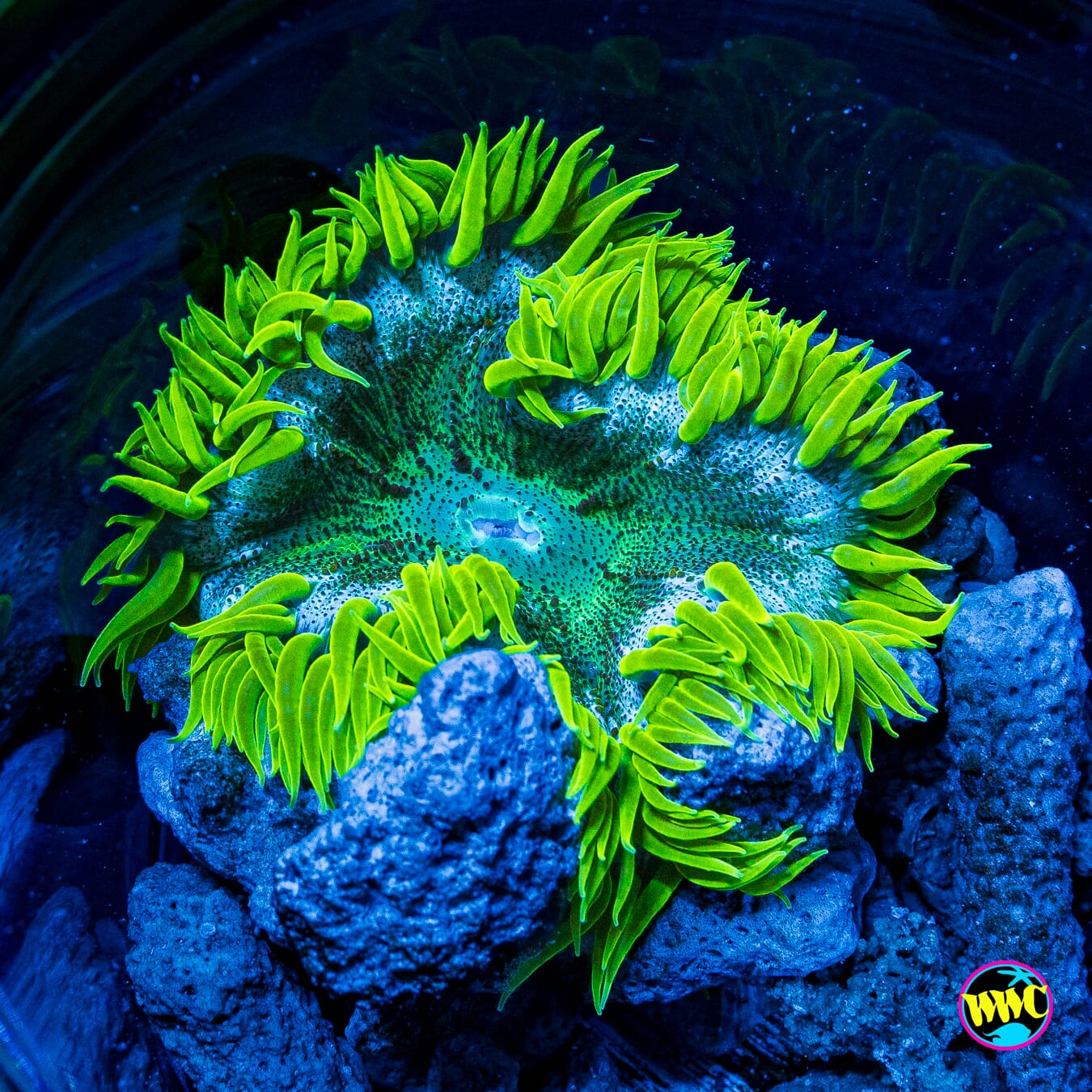 Aqua Limon Flower Anemone