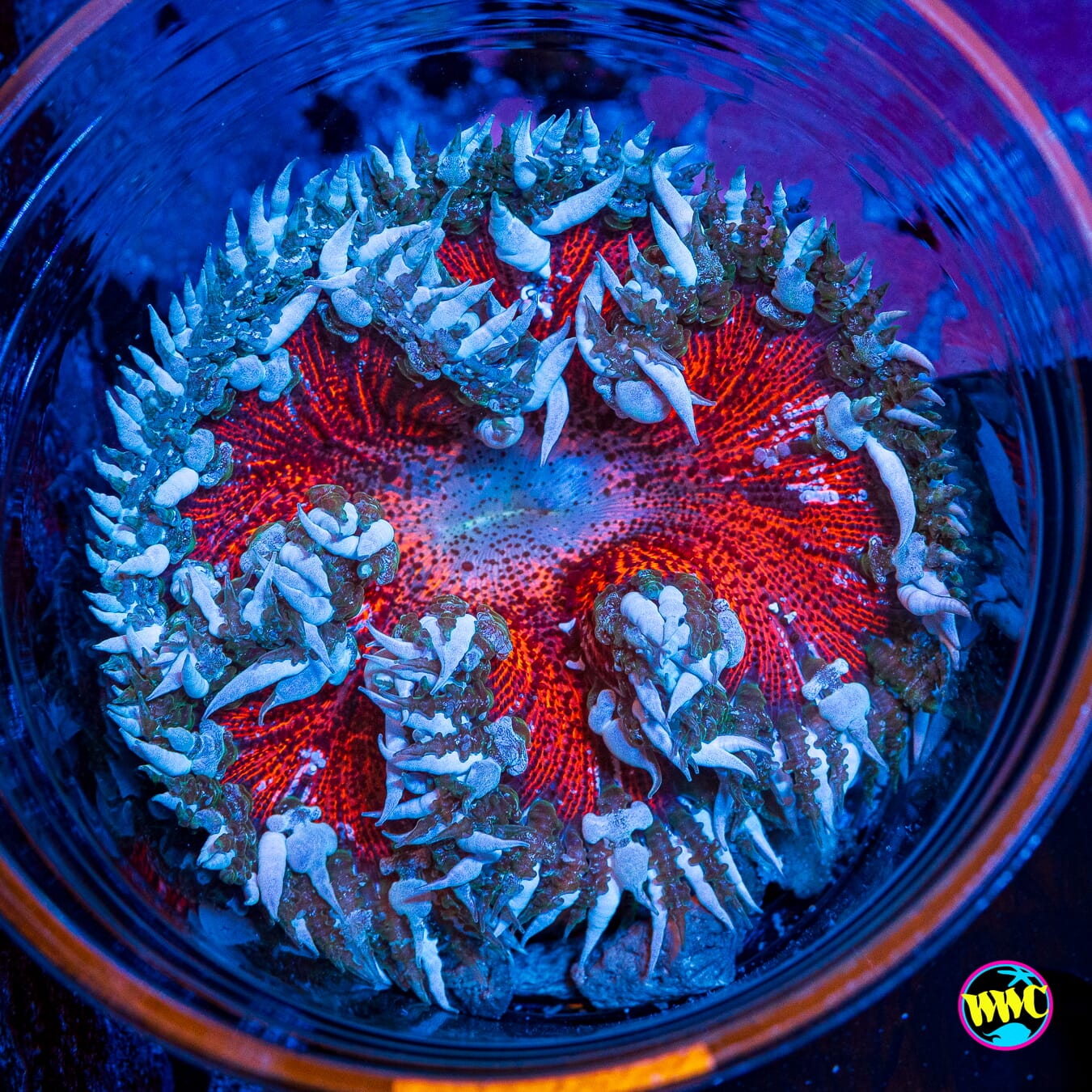Fire and Ice Flower Anemone