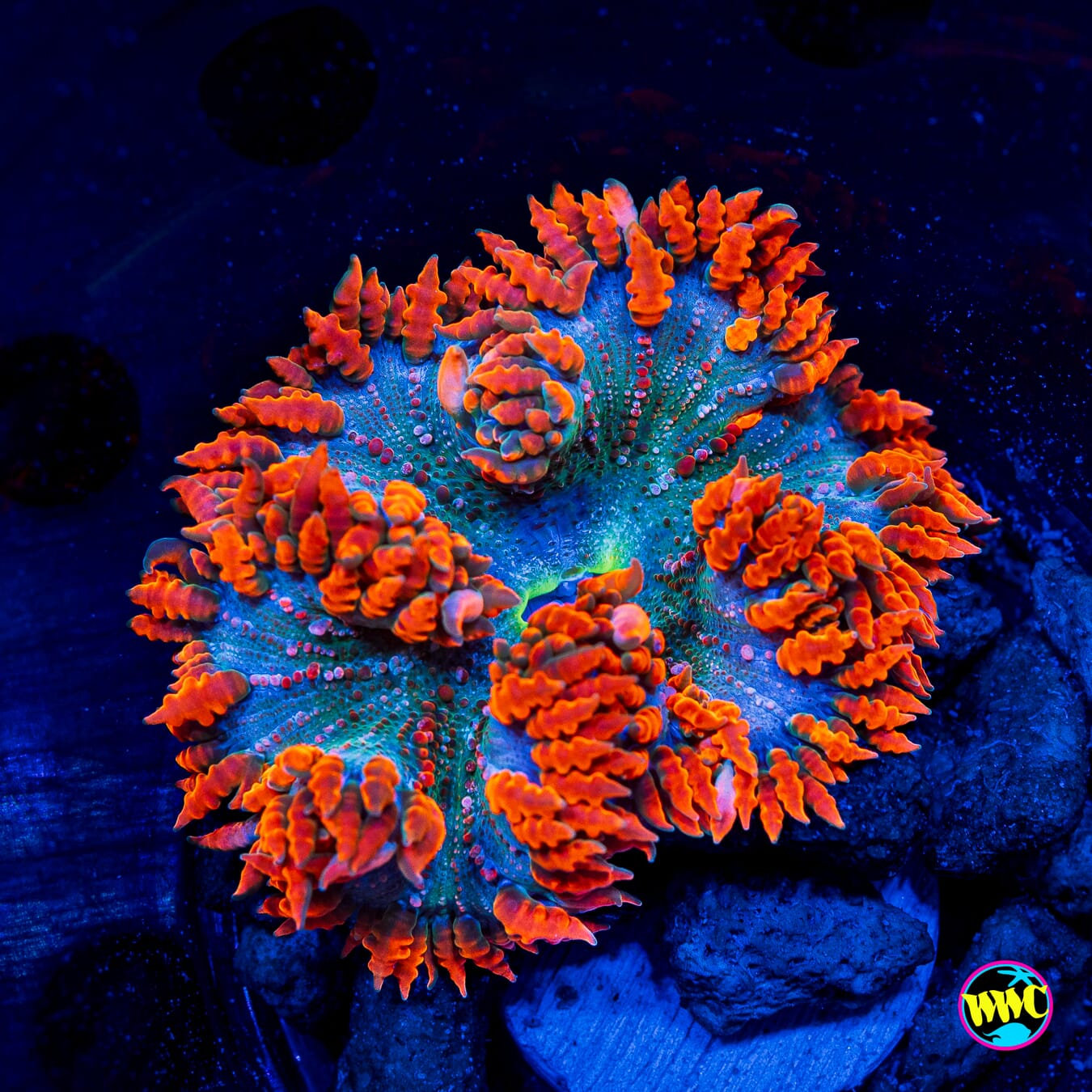 Forest Fire Flower Anemone