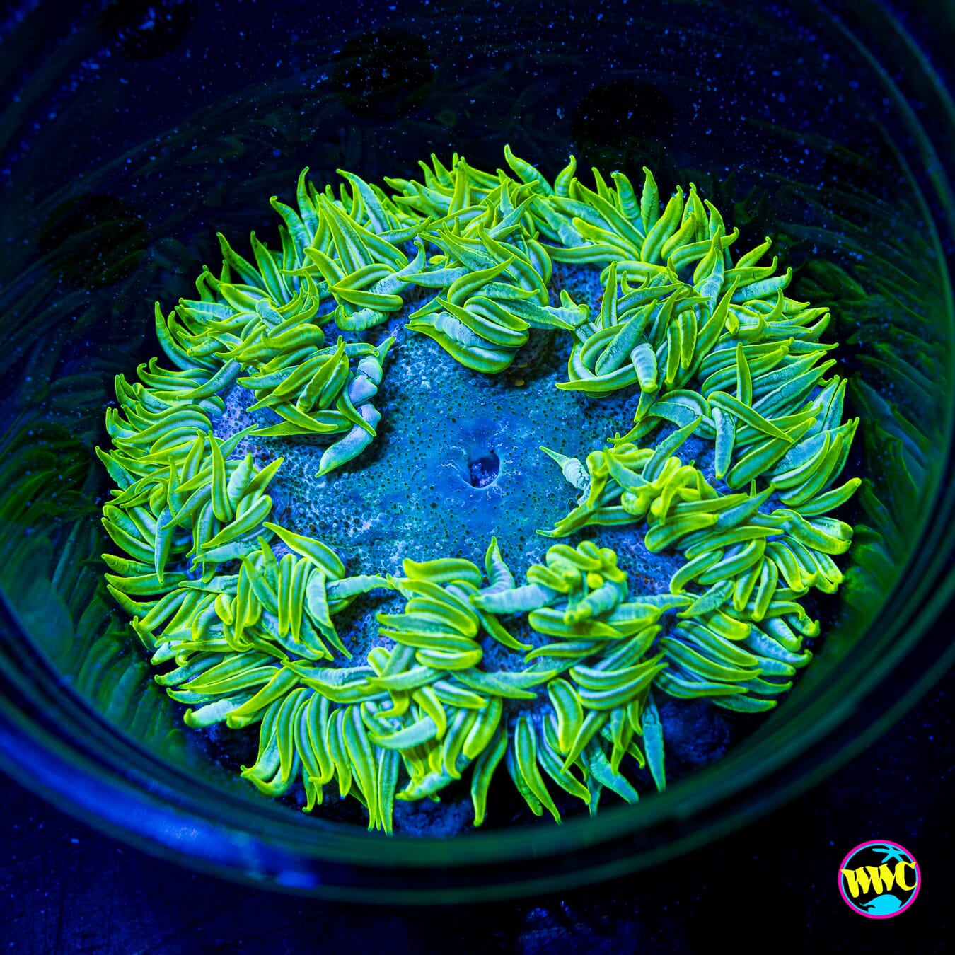 Lemon Lime Flower Anemone
