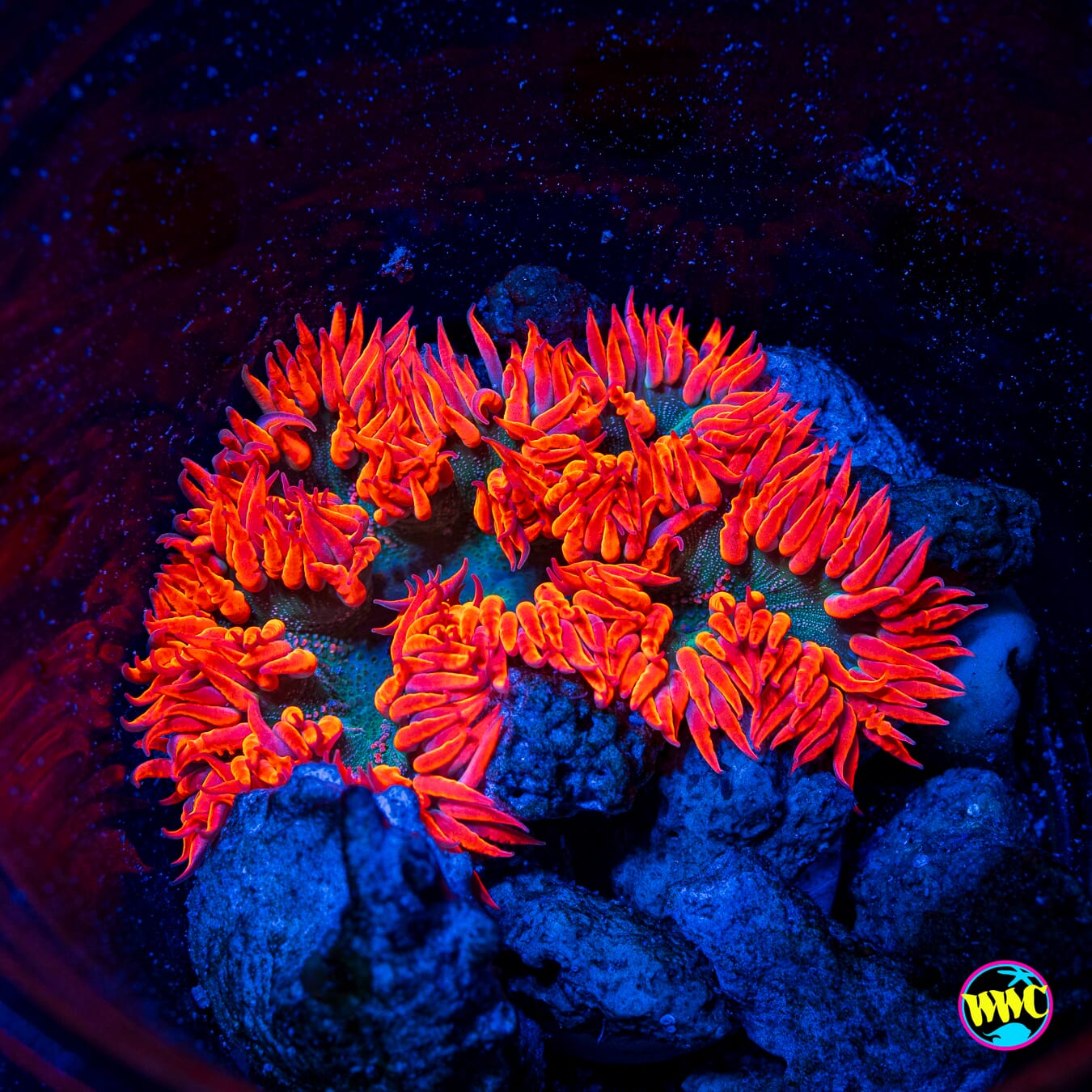 Flaming Castle Flower Anemone