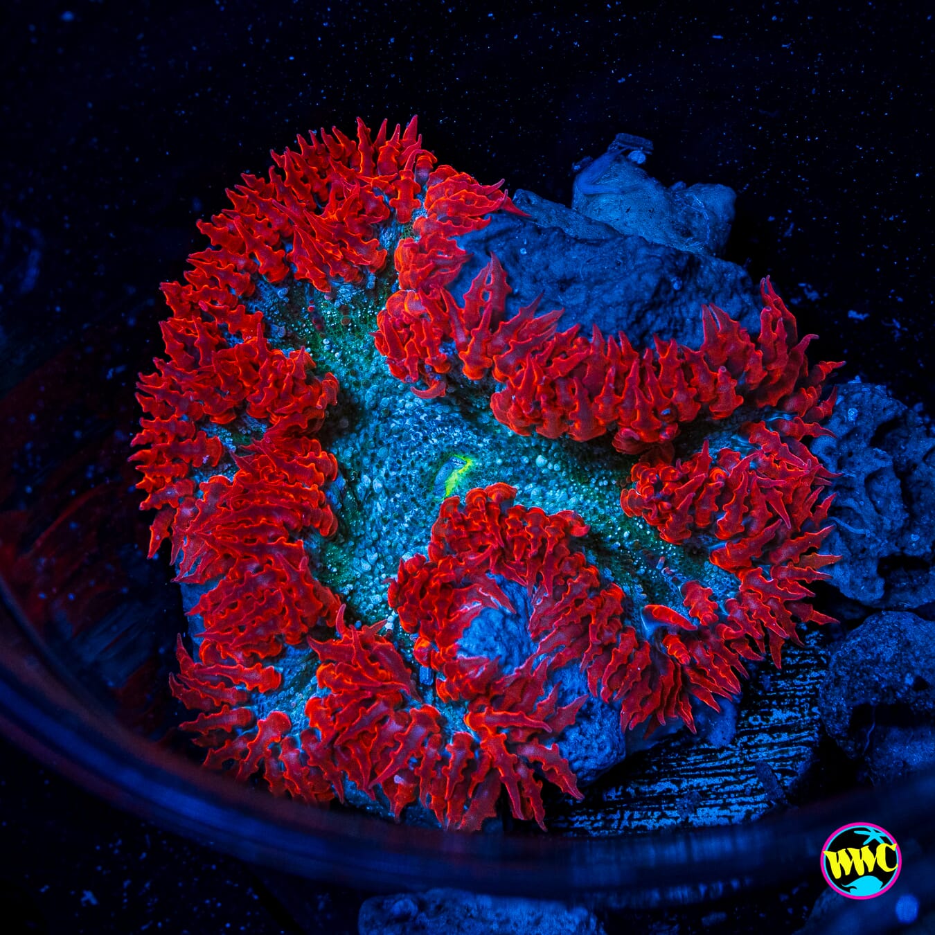 Forest Fire Flower Anemone