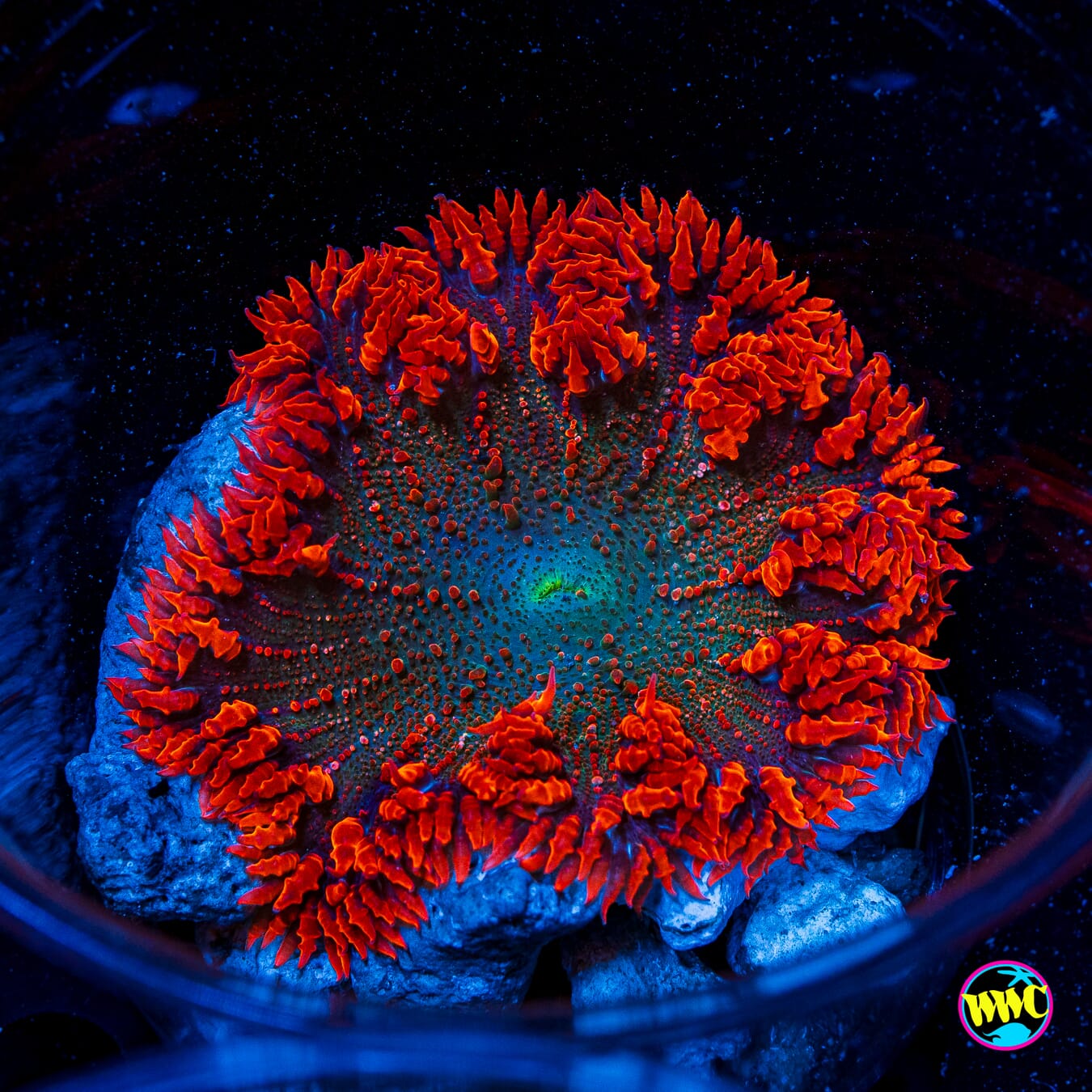 Firebreather Flower Anemone