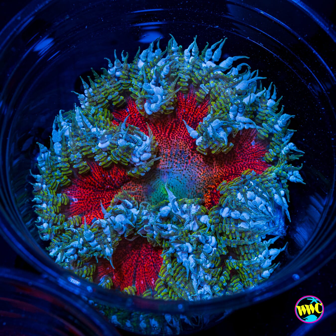 Frosted Flower Anemone