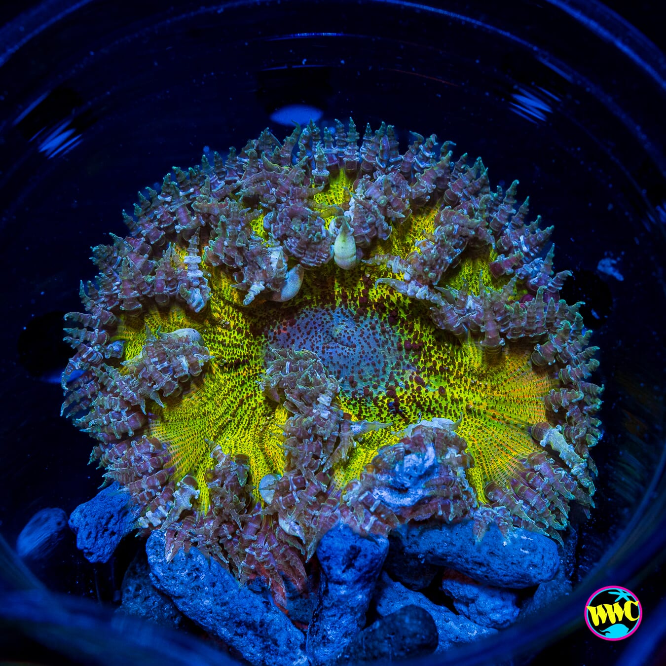 Frozen Lemon Flower Anemone