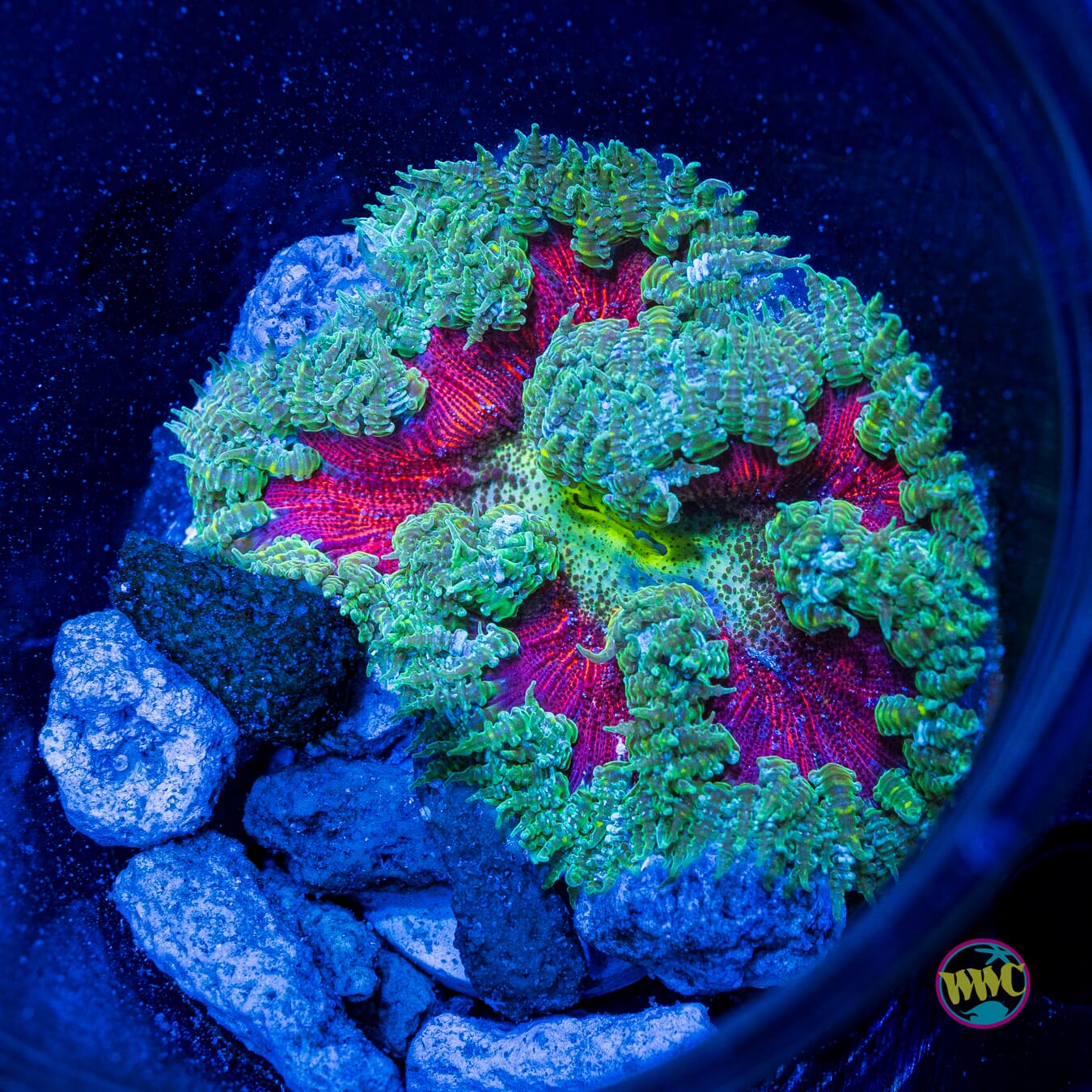 Berrylicious Flower Anemone
