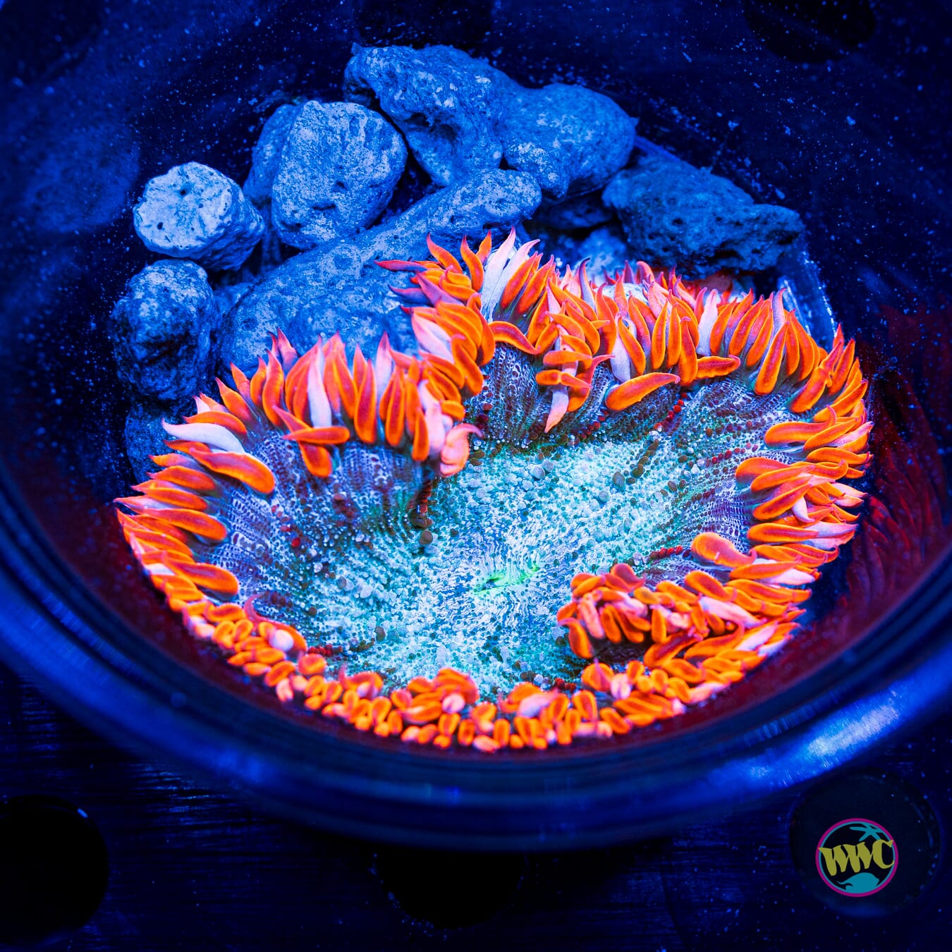 Candy Corn Flower Anemone