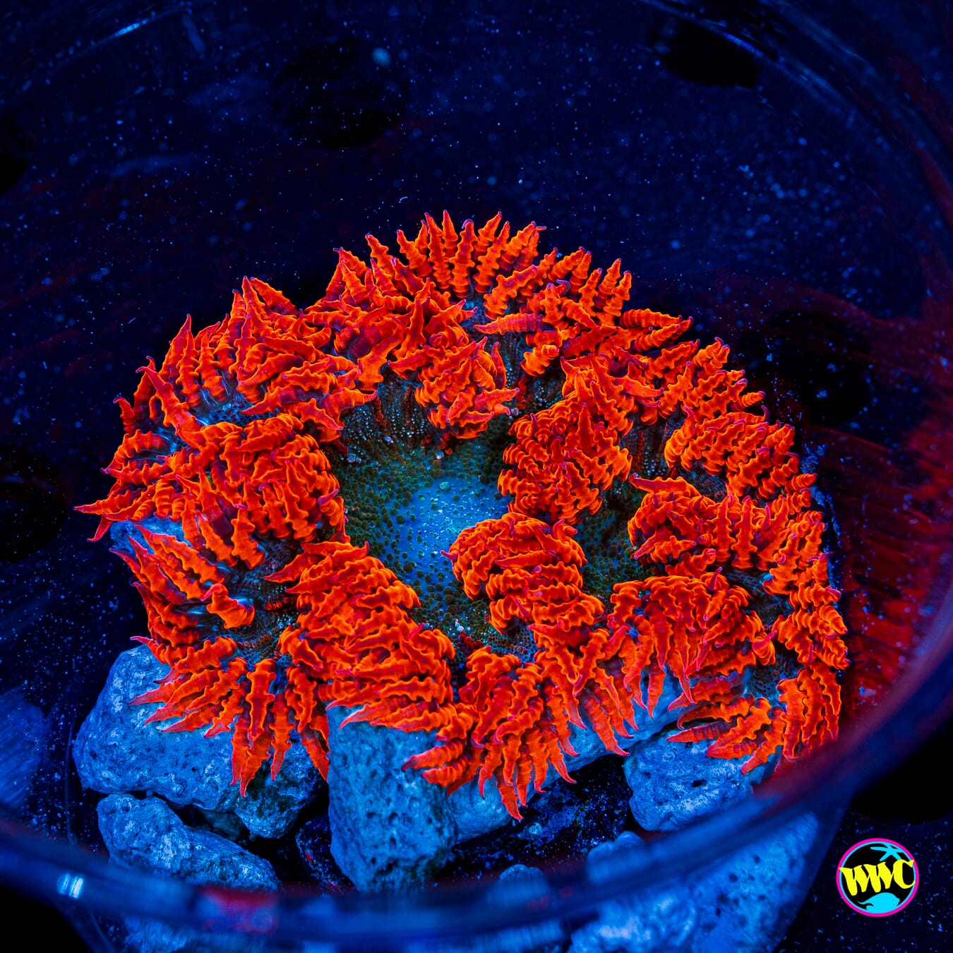 Firebreather Flower Anemone