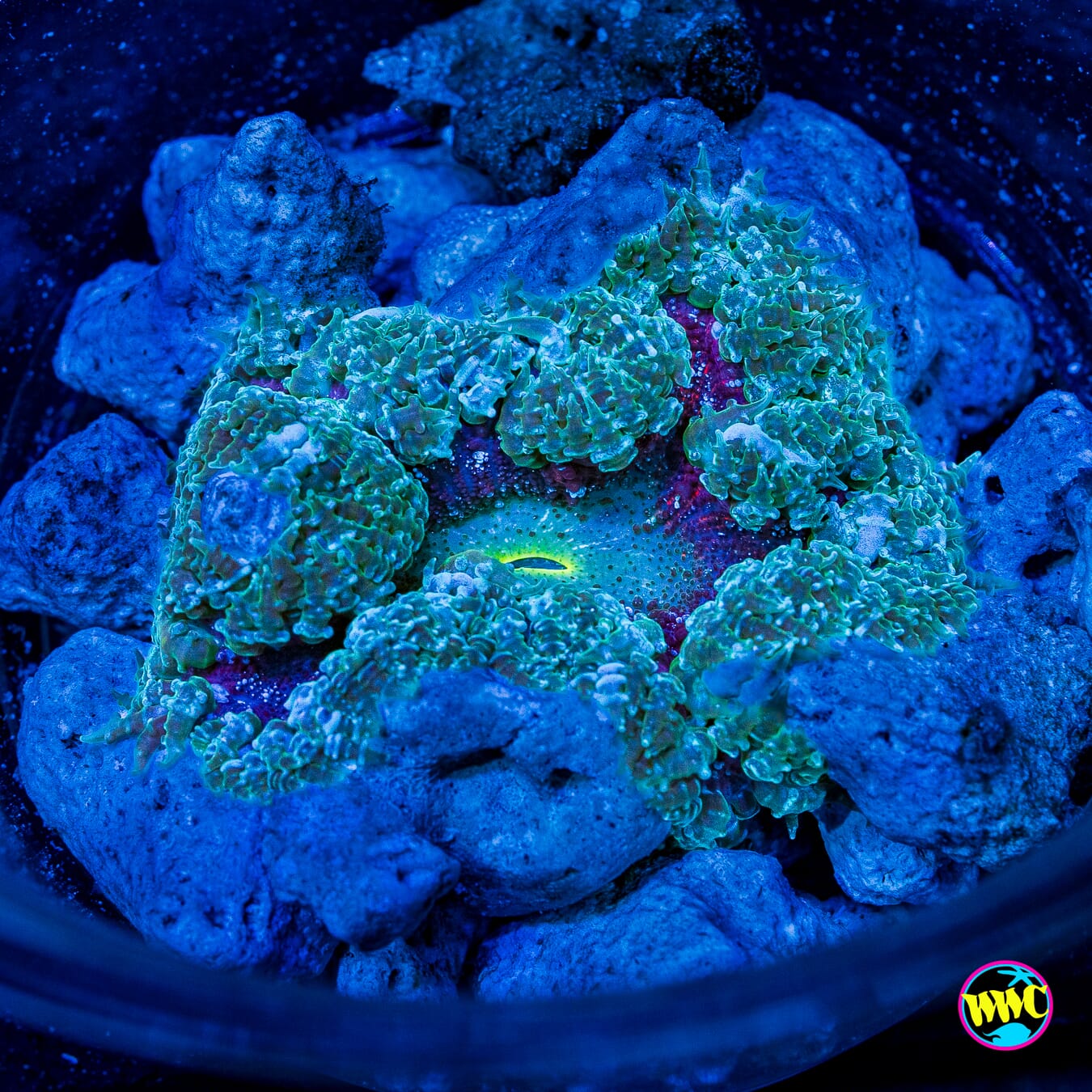 Frozen Blackberry Flower Anemone