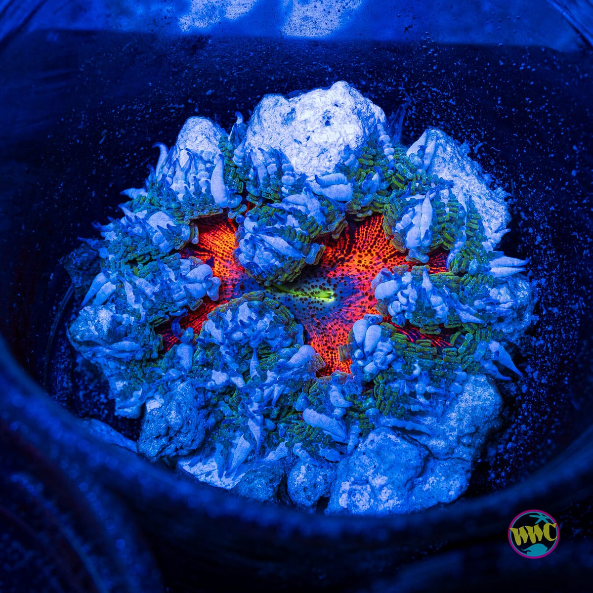 Lava Bomb Flower Anemone