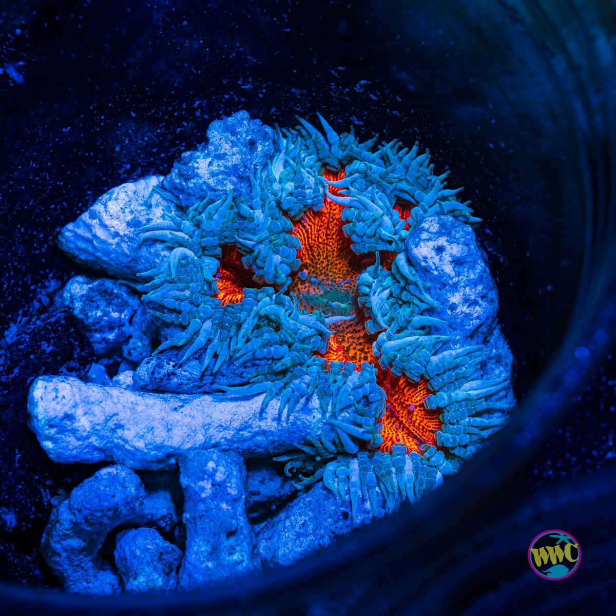 Frosted Fire Flower Anemone