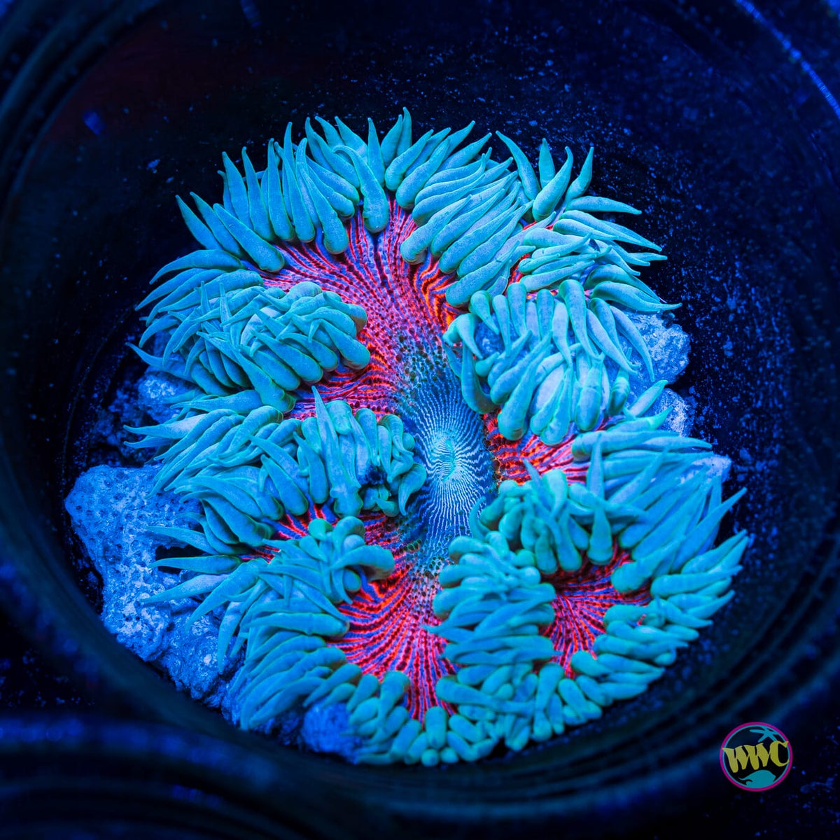 Cotton Candy Flower Anemone