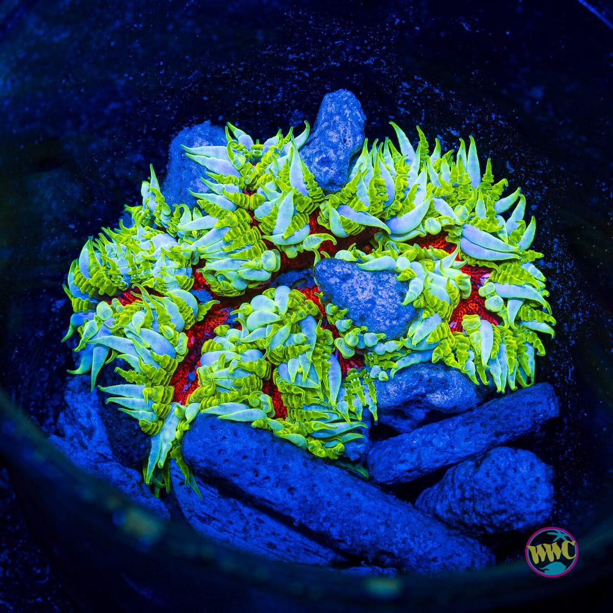 Lemon Fire Flower Anemone