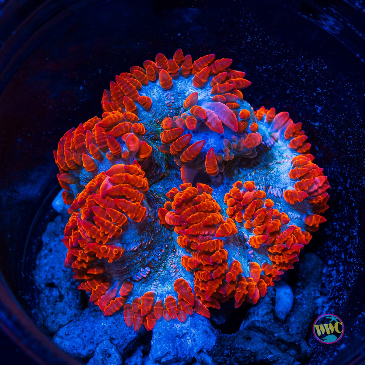 Firebreather Flower Anemone