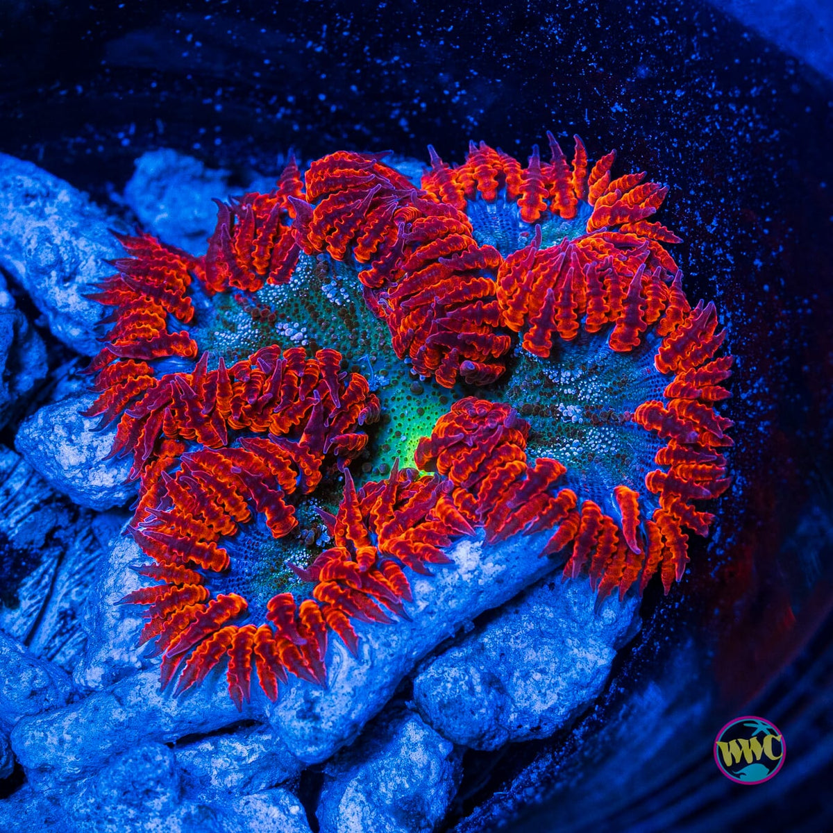 Ring of Fire Flower Anemone