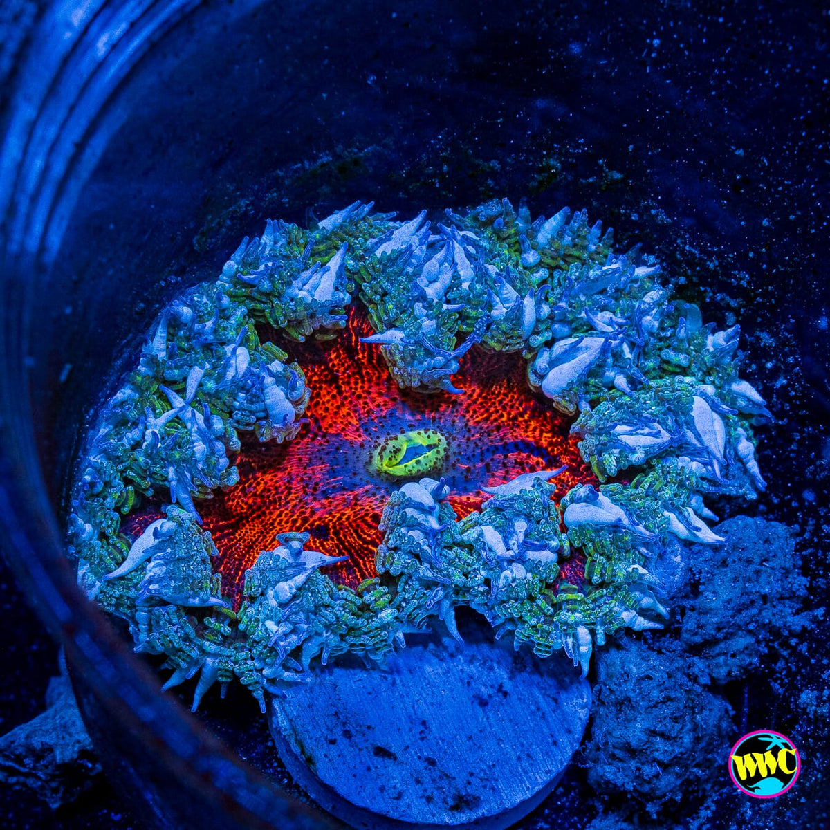 Lava Bomb Flower Anemone