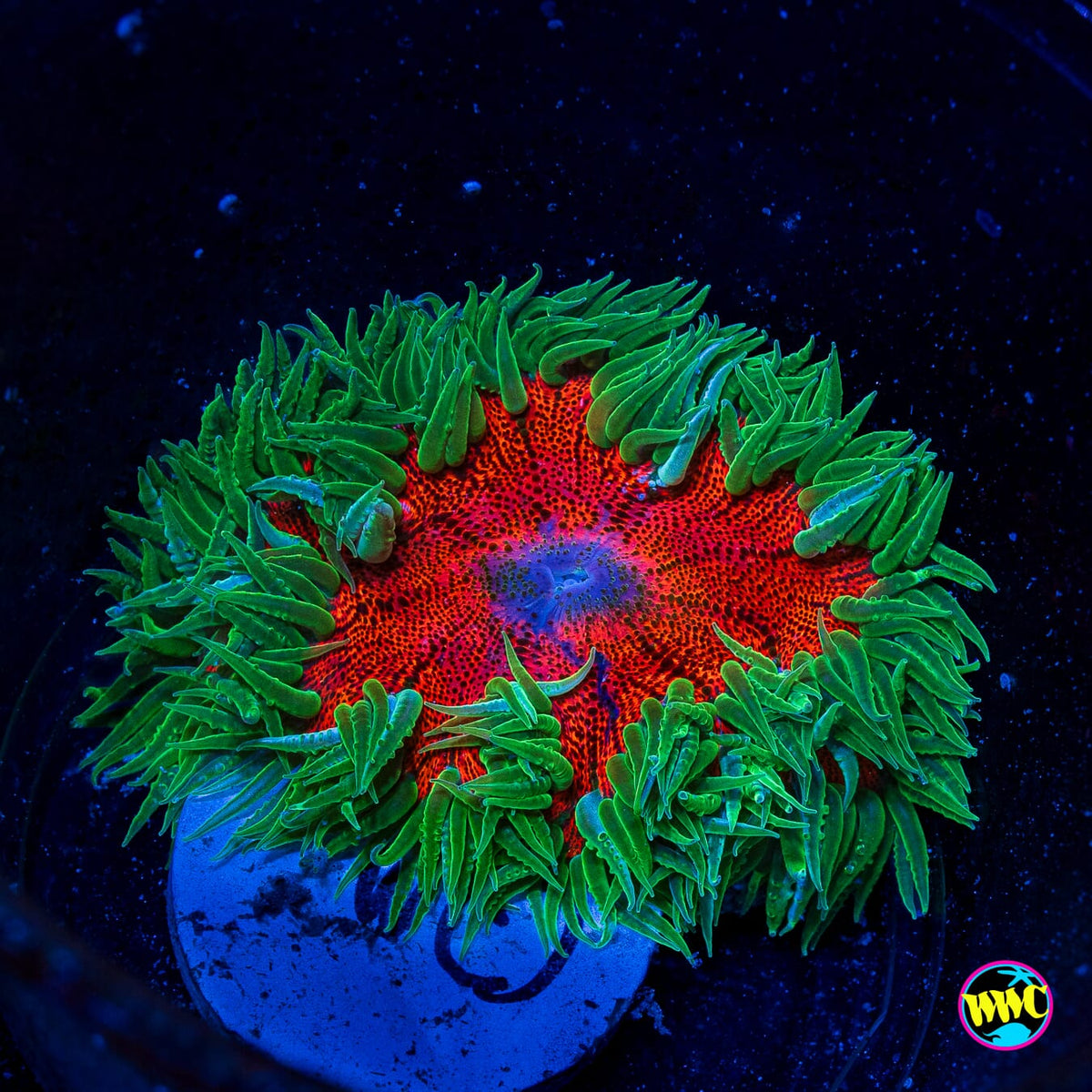 Forest Fire Flower Anemone