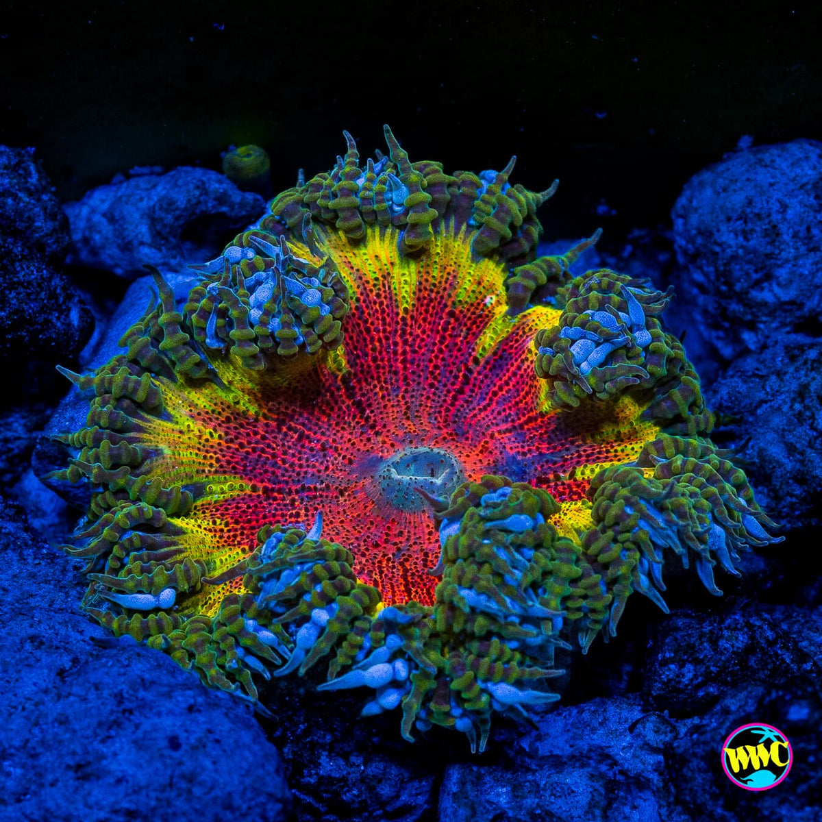 Rasta Rainbow Flower Anemone