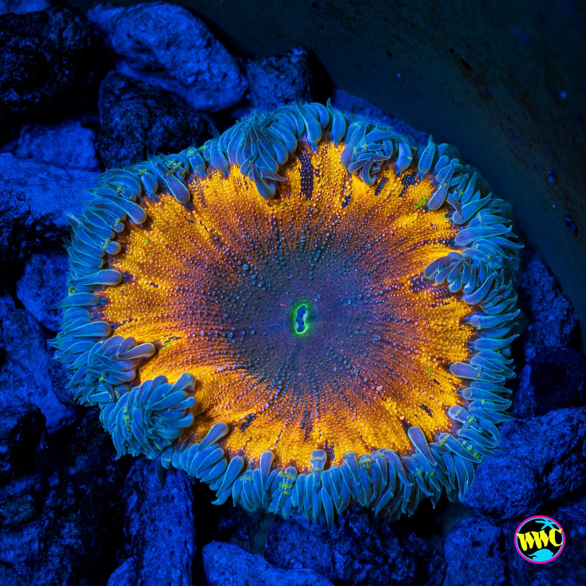 Event Horizon Flower Anemone